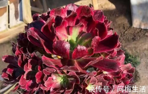 温度到零下多肉就会冻死？不一定，影响它们耐冻程度的因素可多了