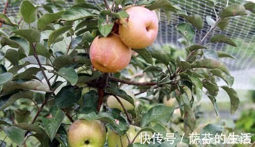 软化血管|经常吃苹果,能降血脂、软化血管?不管好坏,告诉你最佳的吃法