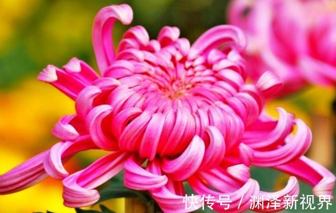 名菊|喜欢菊花,不如养盆优良名菊“红强大”,国色天香,沁人心脾