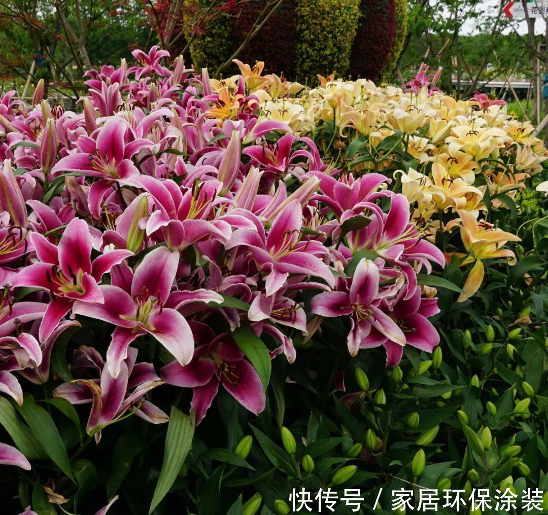 百合花一根茎开几朵花 百合花一根茎开几朵花
