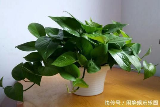 养这5样植物，将修剪做到位，才能年年抽枝发芽、长爆盆！