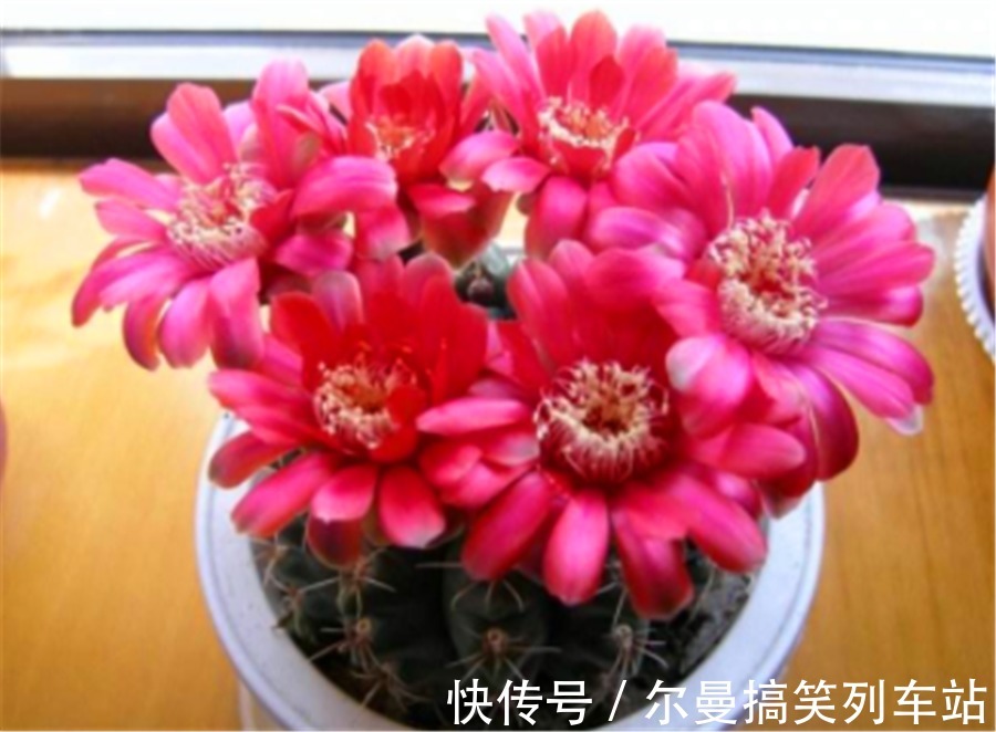 最怕积水的4种“开花之王”,懒人养护开花多,学会了四季有花赏