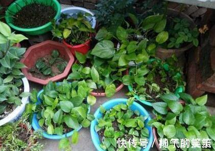 李大妈养绿萝,做好“1件事”,叶子油绿还疯长,1盆变成100盆