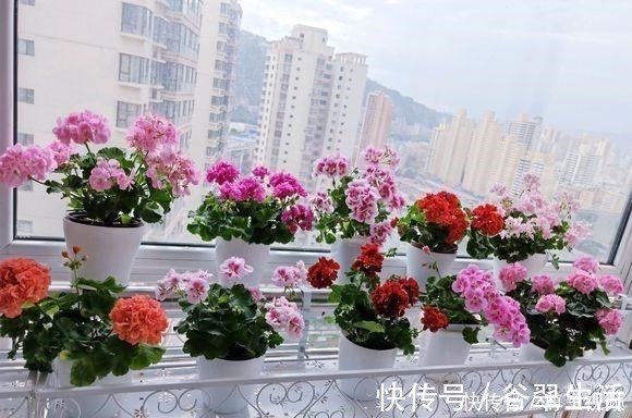 叶片|厨房3种垃圾，是难得的氮磷钾肥，养花浇一点，叶片油亮花不断！