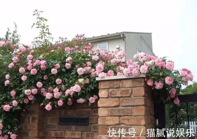 这9种花园，随便1个都美上天了，有一种这辈子就满足了！