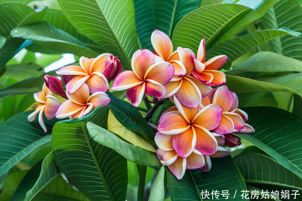 它浑身多是宝,观赏食用两不误,鸡蛋花盆栽养殖技术解析