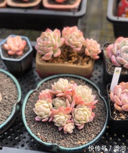 11月养盆多肉冰莓,了解掌握4个要点,美艳动人爱群生