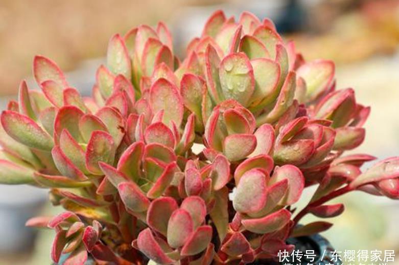朝霞锦|如朝霞一般漂亮的多肉——朝霞锦,据说它还是传说中的摇钱树出锦