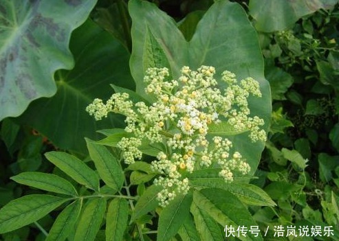 农村常见的野草,不仅能解毒消炎,还有通络活血的功效
