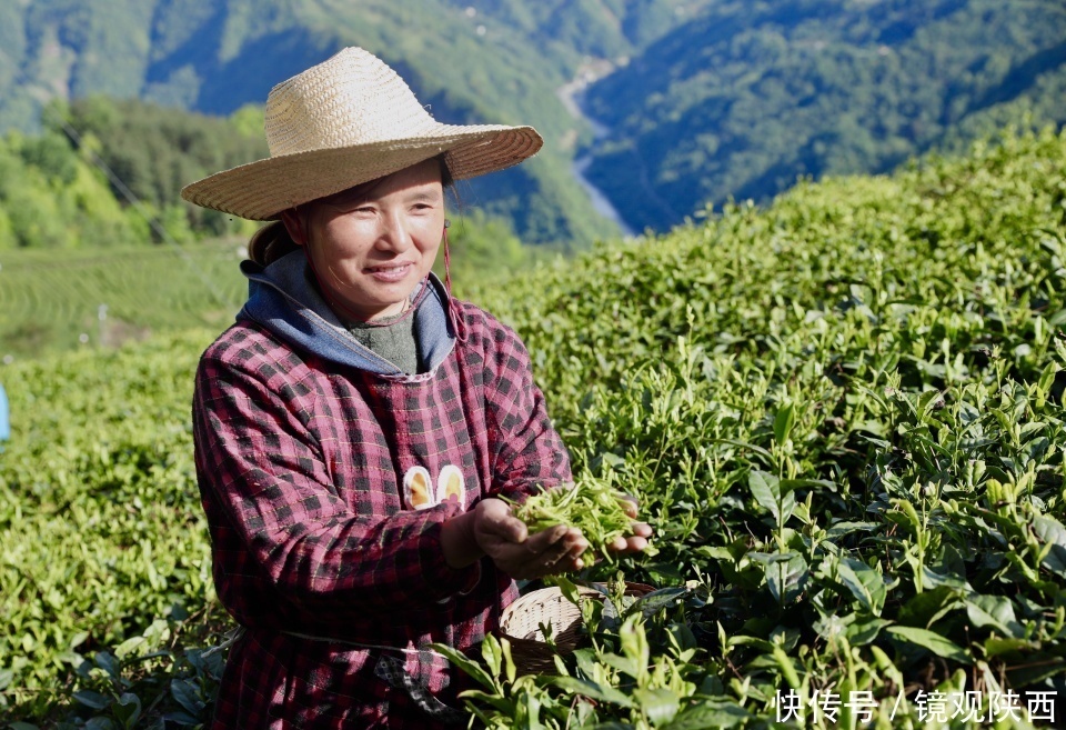 生态镇巴，名茶之乡，在镇巴最美茶园采茶、品茗、观云海