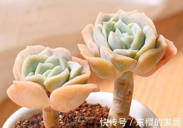 养多肉也得会模仿,看看这颗可爱玫瑰的悬崖桩,我也想养成这样