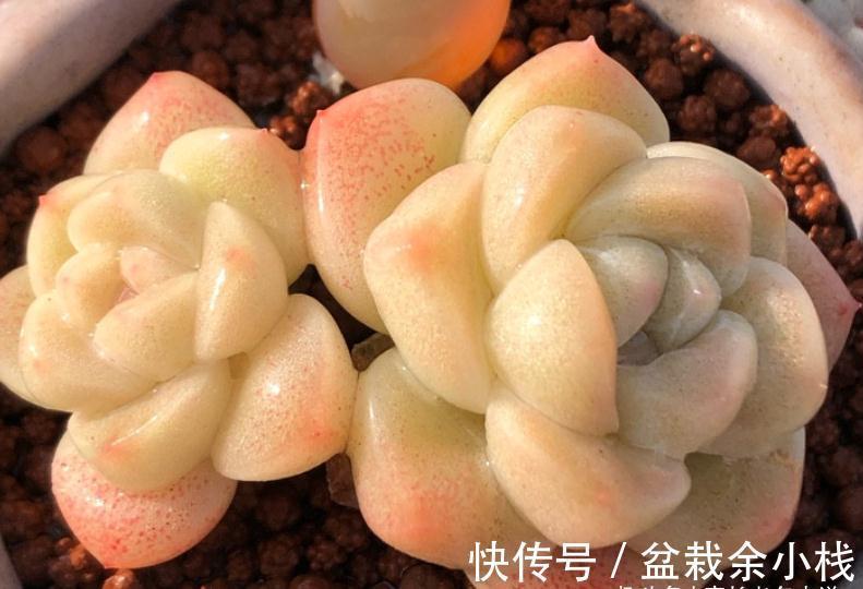 多肉冰玉见多了，但老桩不常见，用两种方法可养出粗腿的冰玉老桩