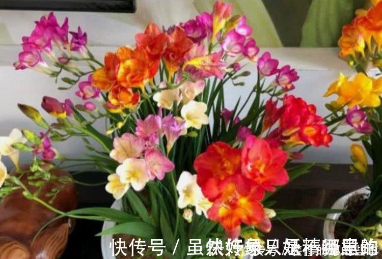 4种花适合夏天养,家里养一盆,开花漂亮花期长,谁养谁喜欢
