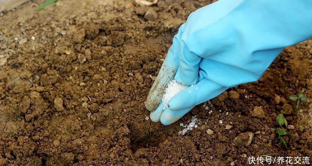 养花时分清植物缺乏哪种肥料，黄叶及时用这种肥，快速恢复翠绿