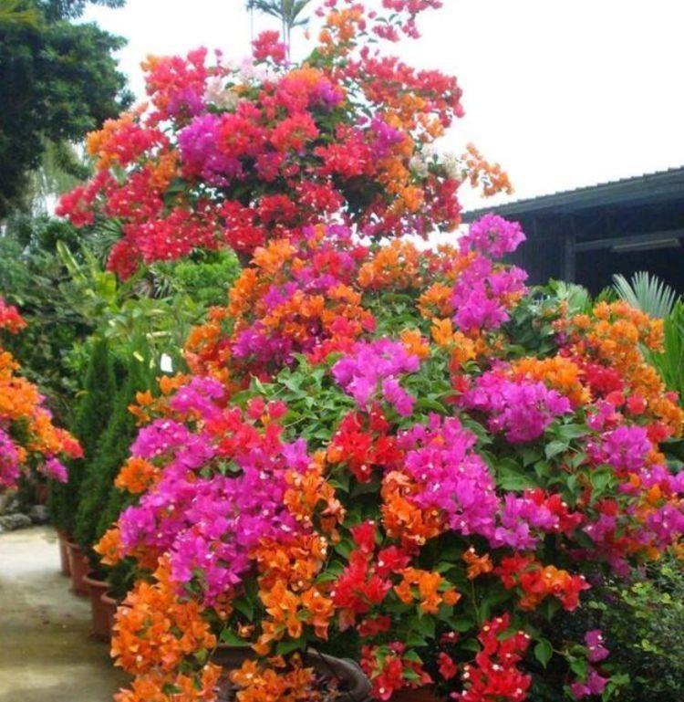 4种懒人花,随意丢盆里就能活,谁养谁喜欢