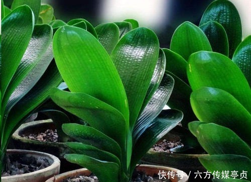 花市常见的3种花，再喜欢也别买，都是智商税，买了吃大亏！