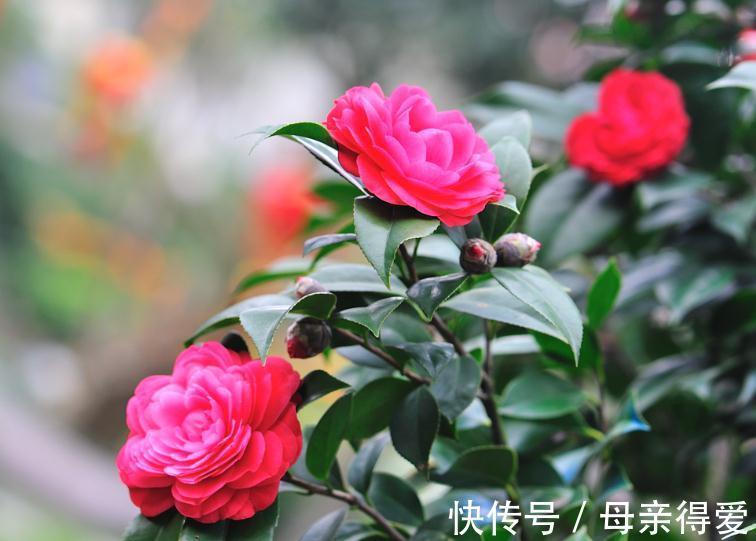 养花试试这几款，喜欢酸性环境，开花后很好看