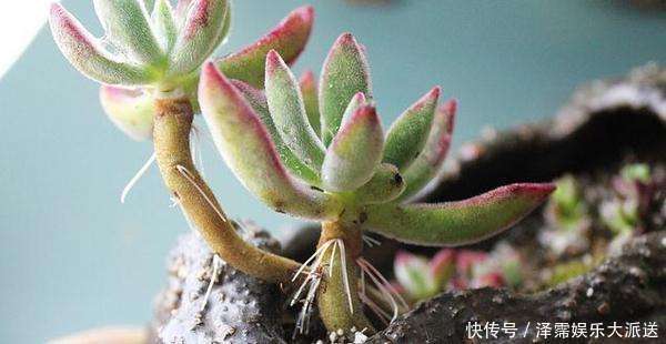 花友|多肉长胡子了这是危险信号,赶紧挖出来看看!