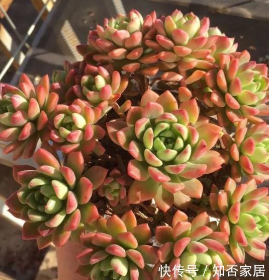 推荐款容易爆头的多肉,皮实好养长得快,一次养10盆不嫌多