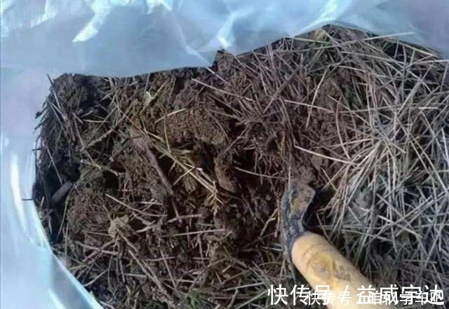 养分|松针土养花,提前做好这几步,疏松透气,养分充足!