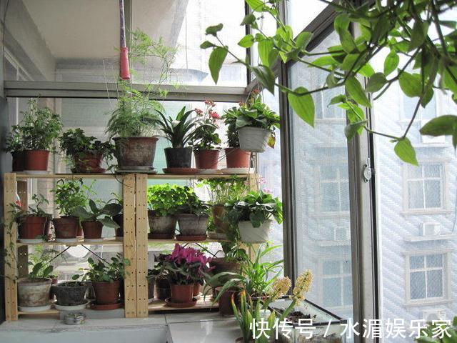 夏天养花“技巧”多，天热就需要换位置，黄叶烂根救不活