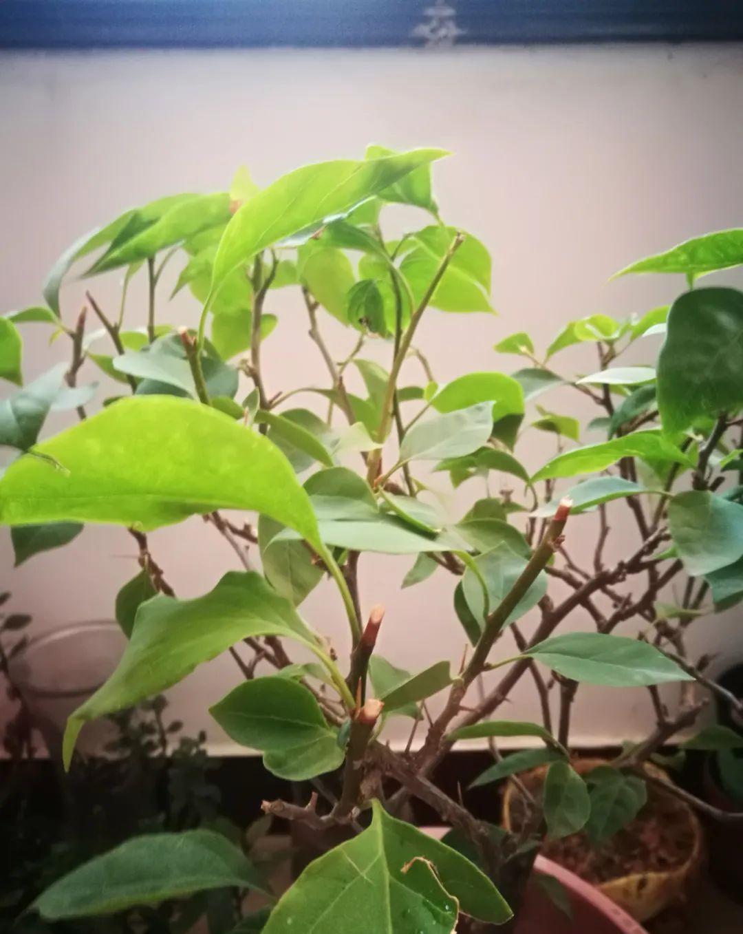 10种花,现在抓紧剪,更抗冻、好过冬!