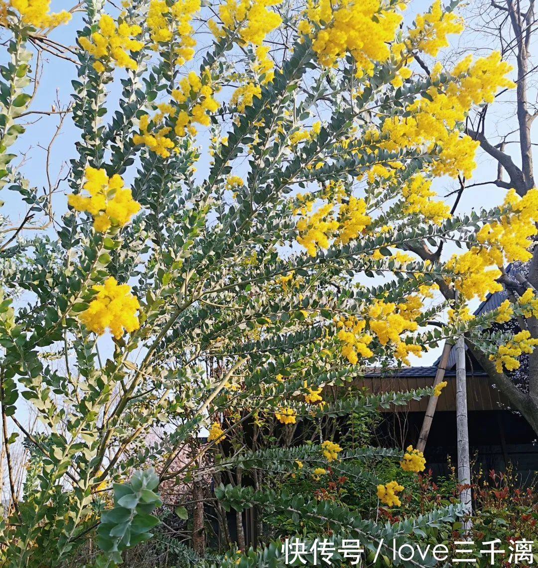 三千漓丨春风送暖百花开，正是赏景好时节