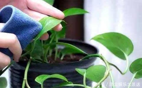 叶面肥|用啤酒浇花快停下,做错这一步,浇一盆死一盆!