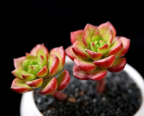 多肉蒂亚怎么叶插教你3个小步骤，叶插的蒂亚生根快长势旺盛