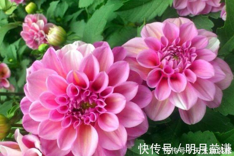 大丽花|阳台养此几朵花,花开不断,花期长达200天