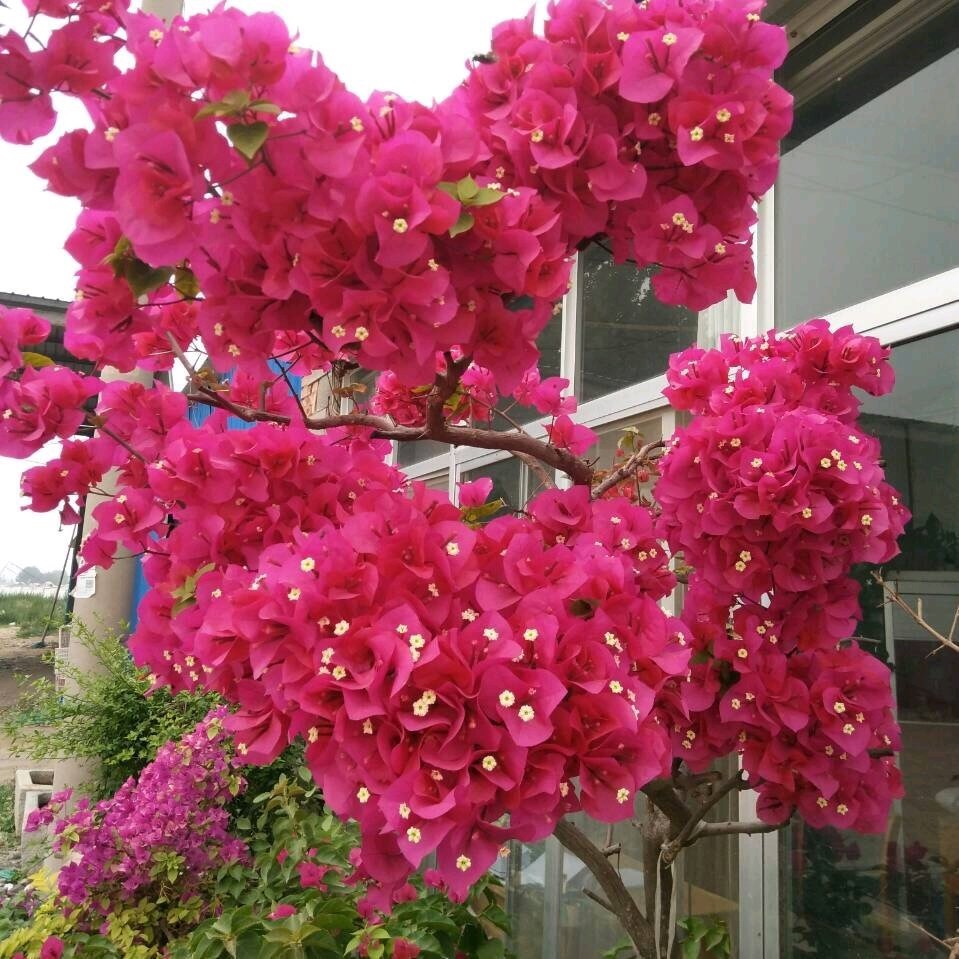 三角梅养殖的好,不黄叶,花朵鲜艳,赶紧养一棵在家中