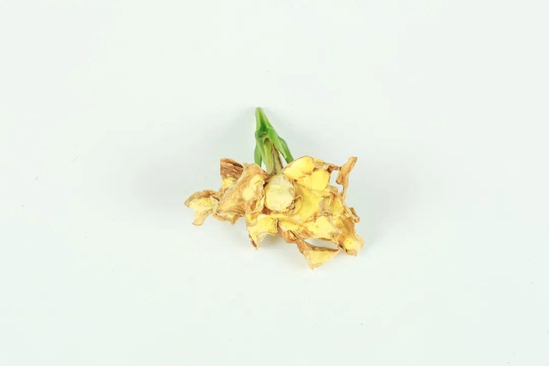 家里养了月季,花后使劲剪,越剪越开花,真省心