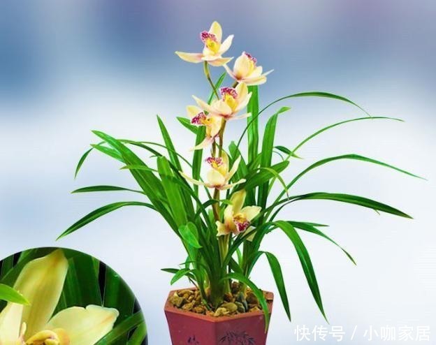 养护|墨兰开花后怎么养护花色娇艳?