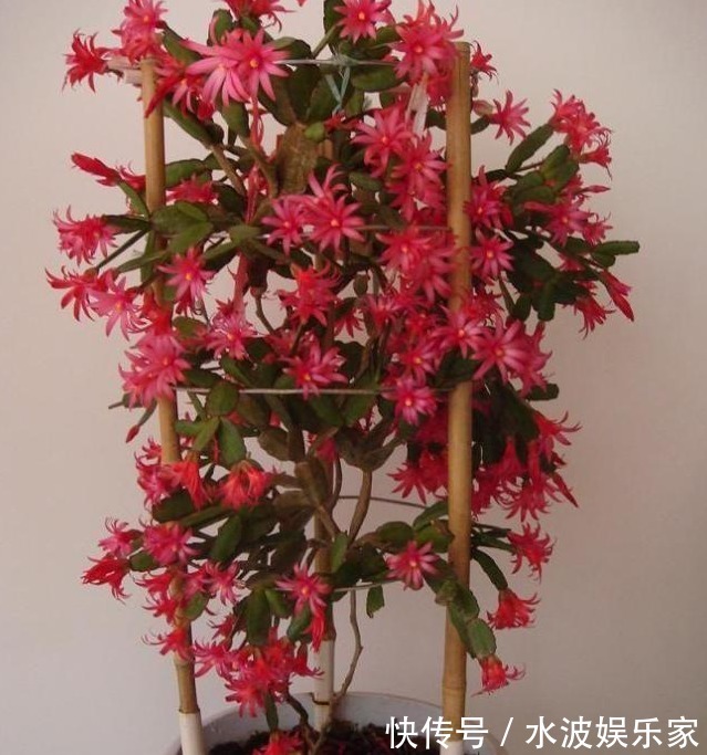 温度过高|花农教教你,怎么让蟹爪兰安全度过夏天,萌新涨姿势了