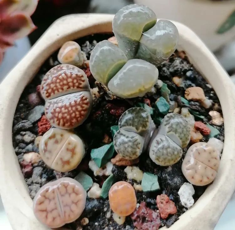 观音莲|90后川妹子的“丑肉”逆袭记!时光不弃,多肉常在!