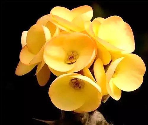  娇艳|石生花，绝美娇艳！