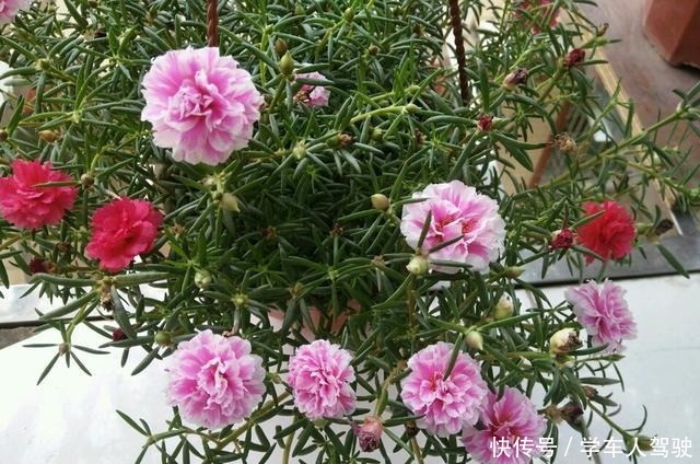 有院子一定要养“2种”花，剪1根枝条“沾土就活”，变成小花园！