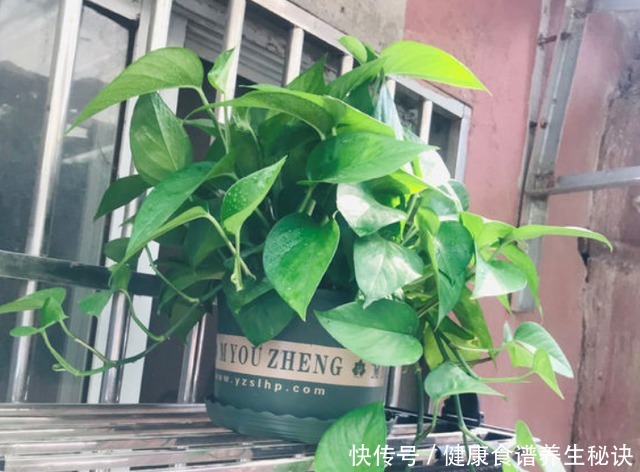 不会养绿萝，教你几个“小技巧”，叶片油绿肥厚，蹭蹭长满盆！