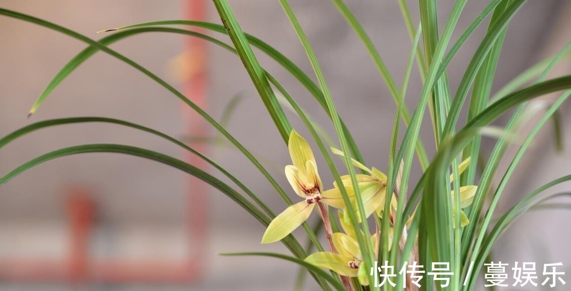 服盆|兰花翻盆:两花不翻、两水不浇、两肥不施,你做对了吗