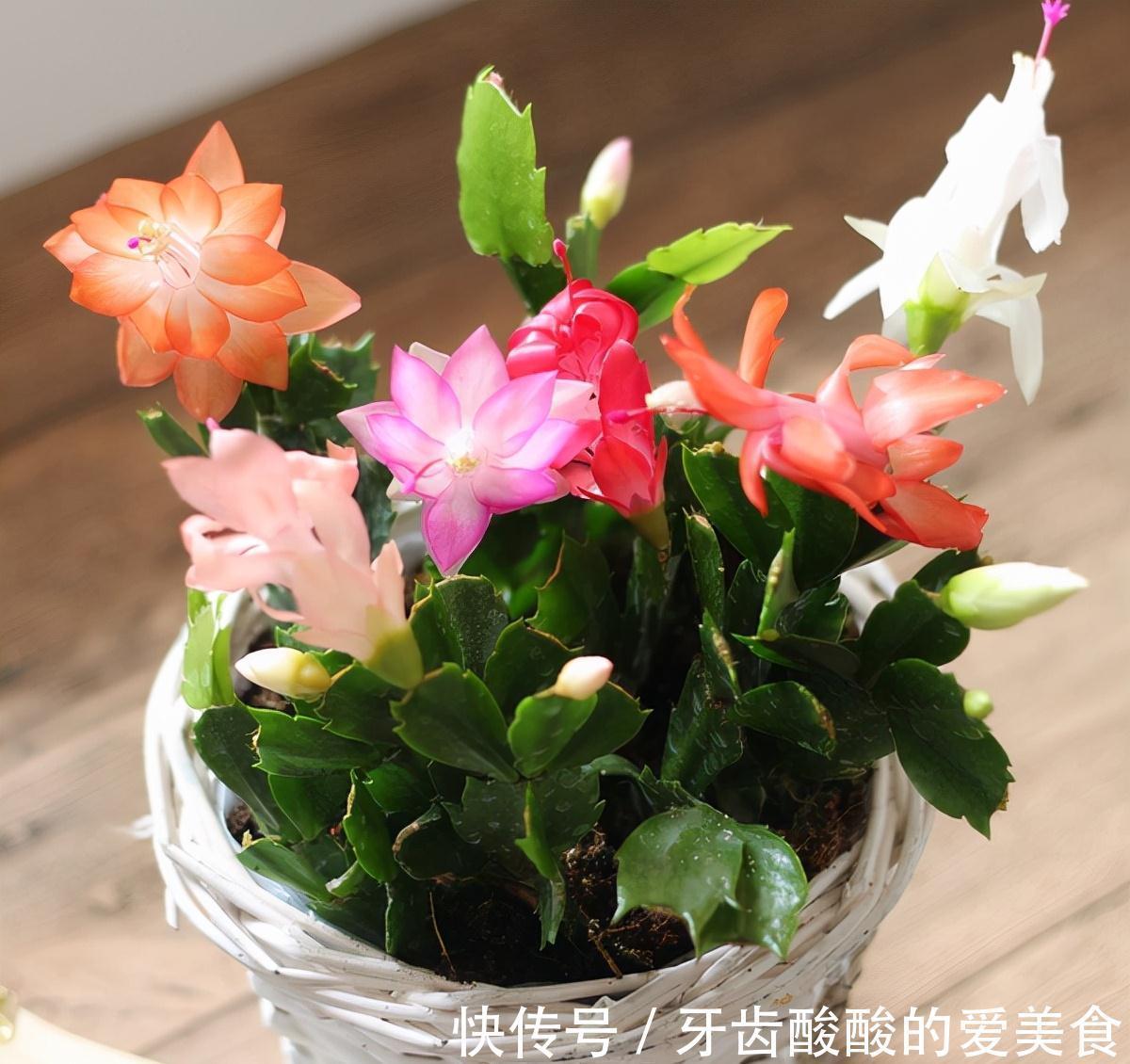 10大健康花,建议养一盆,不但能吸废气制氧气,还好养贵气