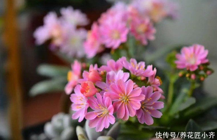 养花的4种虫害，打药都很难清除，如果遇到，用这些方法试试