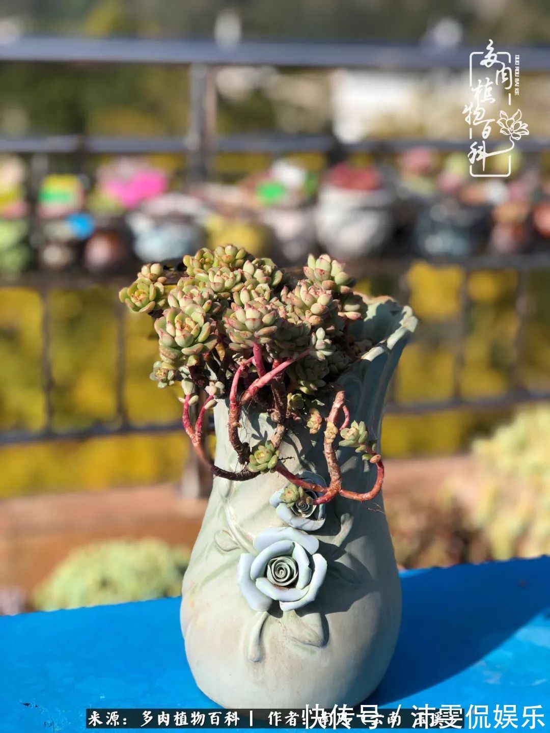 深秋里,种多肉、赏多肉、会肉友,马不停蹄快乐多!