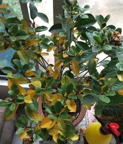  盆栽植物|花卉盆栽买回来，一定注意此几个细节