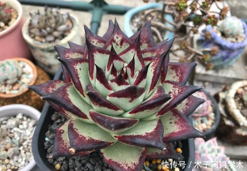 号称“巨无霸”的3种多肉,好养护易群生,小半年长成脸盆大