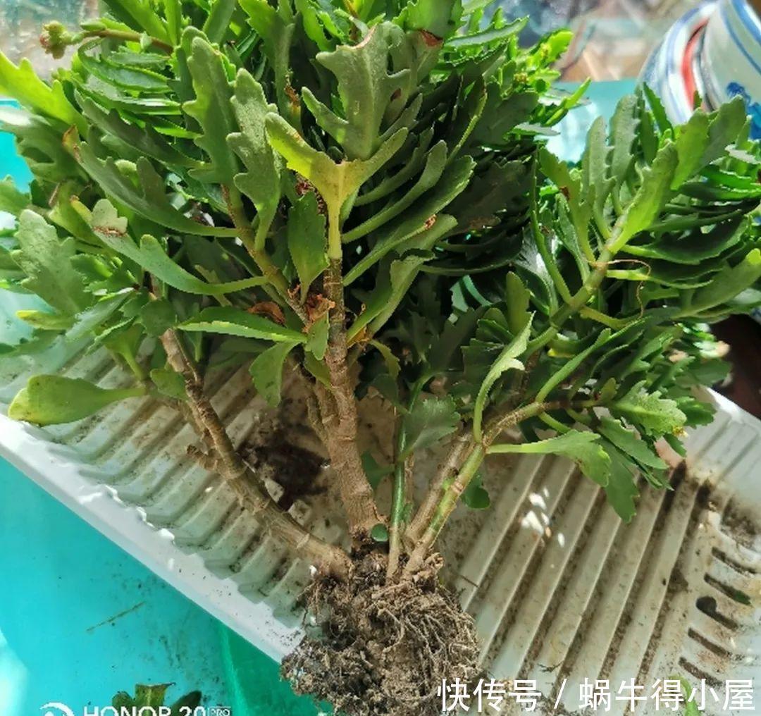 牡丹|这现在不能换盆的花,土一松就没命,白养大半年