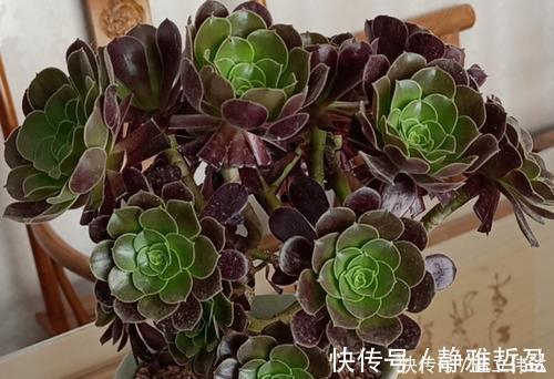 3种多肉别再室内养,养花大神都避开,你也别再当作宝!