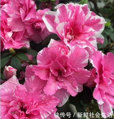 这花让人太心动，60元一盆咬牙买，冬天“赏花”全靠“它”！