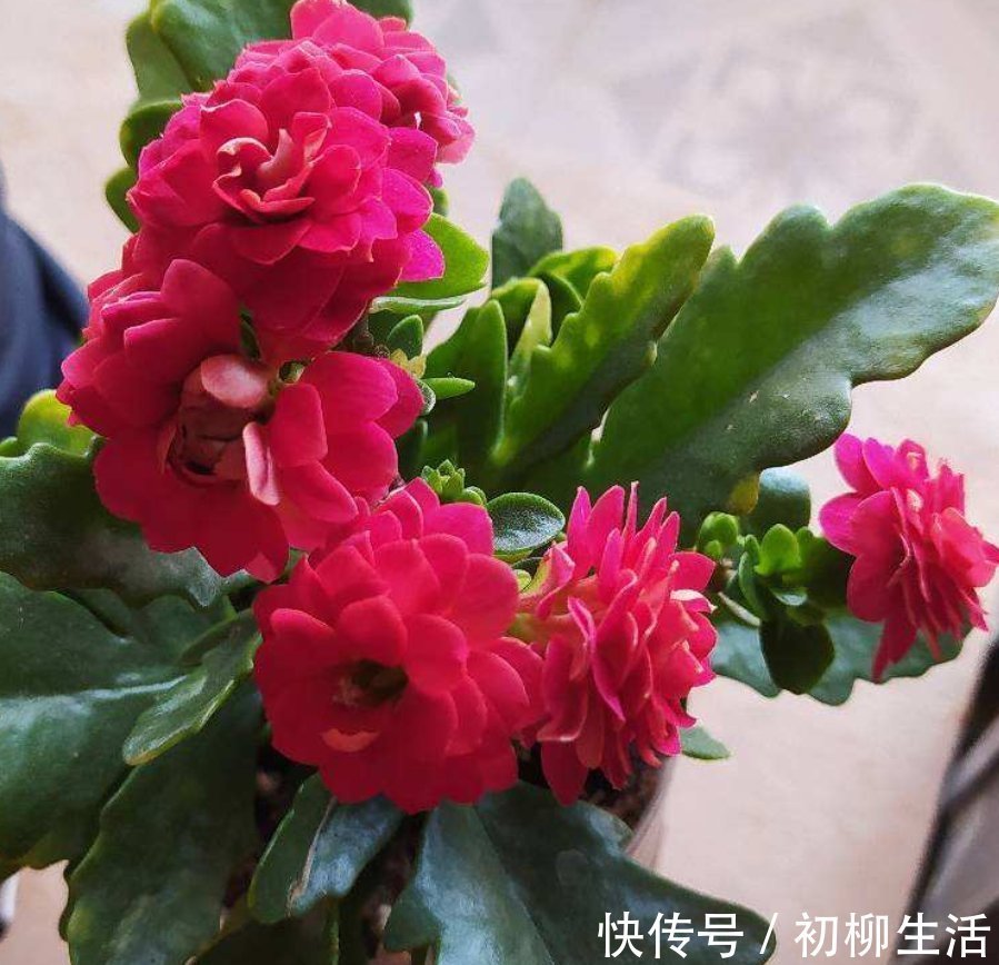 花友们|冬天浇水不注意，浇一次死一棵，好好的花都浇坏了