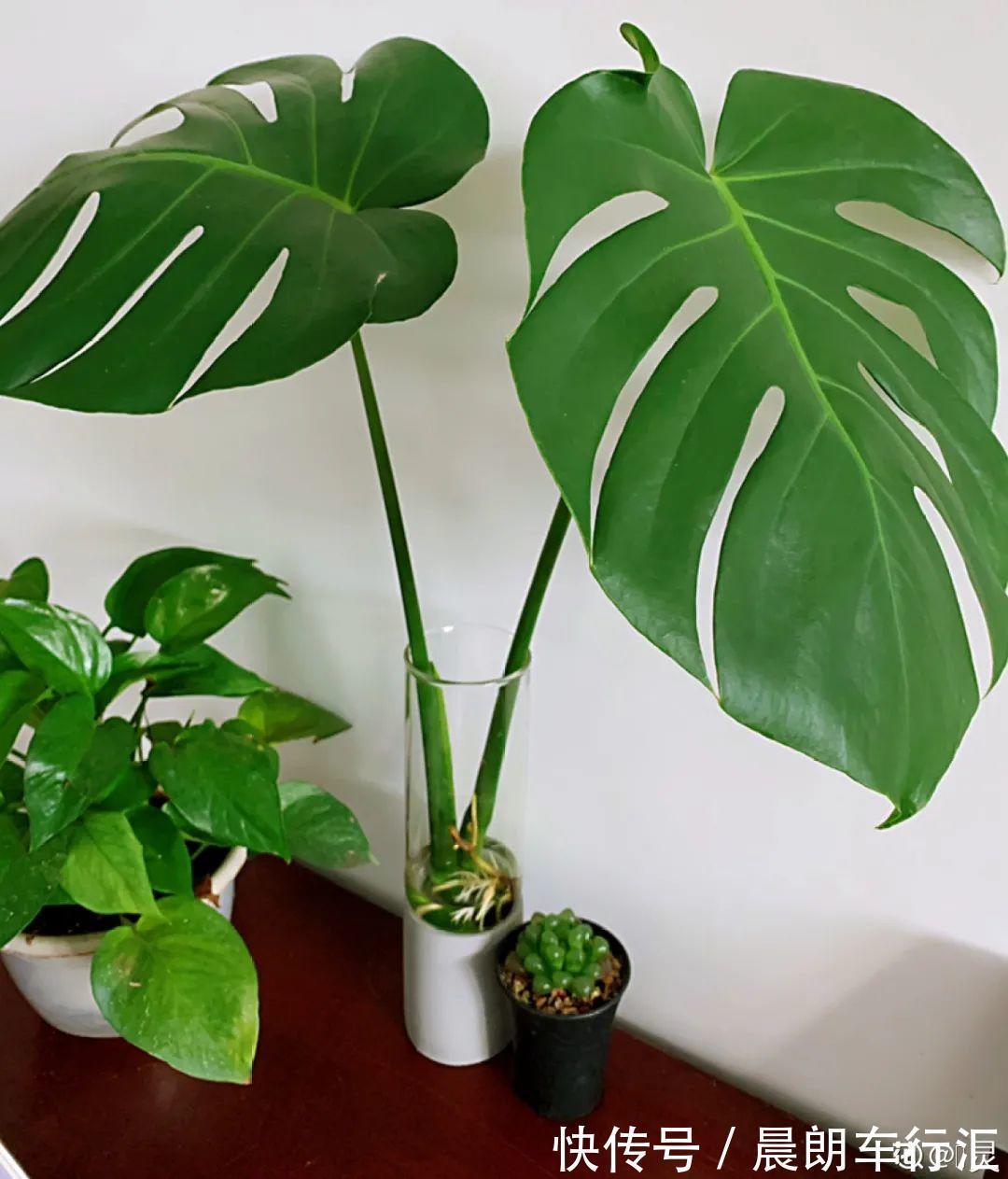 绿萝可以扔了,养盆“格调”花,颜值高还有气质