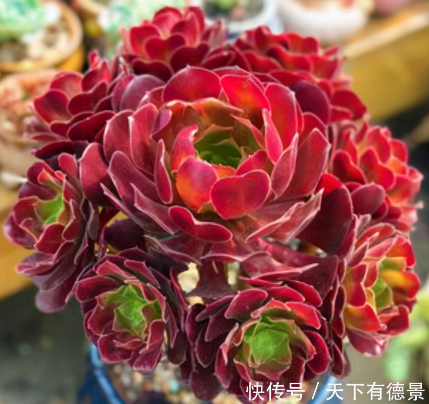 你养的是老桩法师,春季学会3个“操作”,叶片上色快,状态美